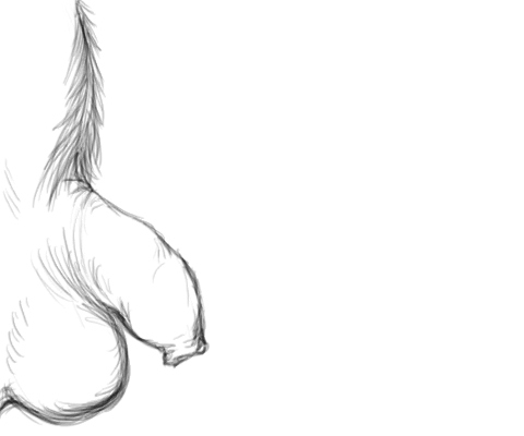 Erection Enhancers